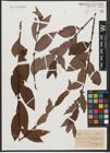 Foto von Salix silesiaca Willd.